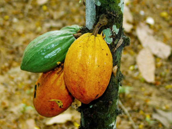 Cacaoculture