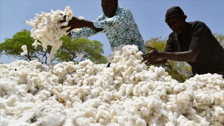 Un écosystème de production de coton régénérateur en Tanzanie