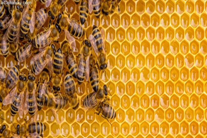 L`apiculture